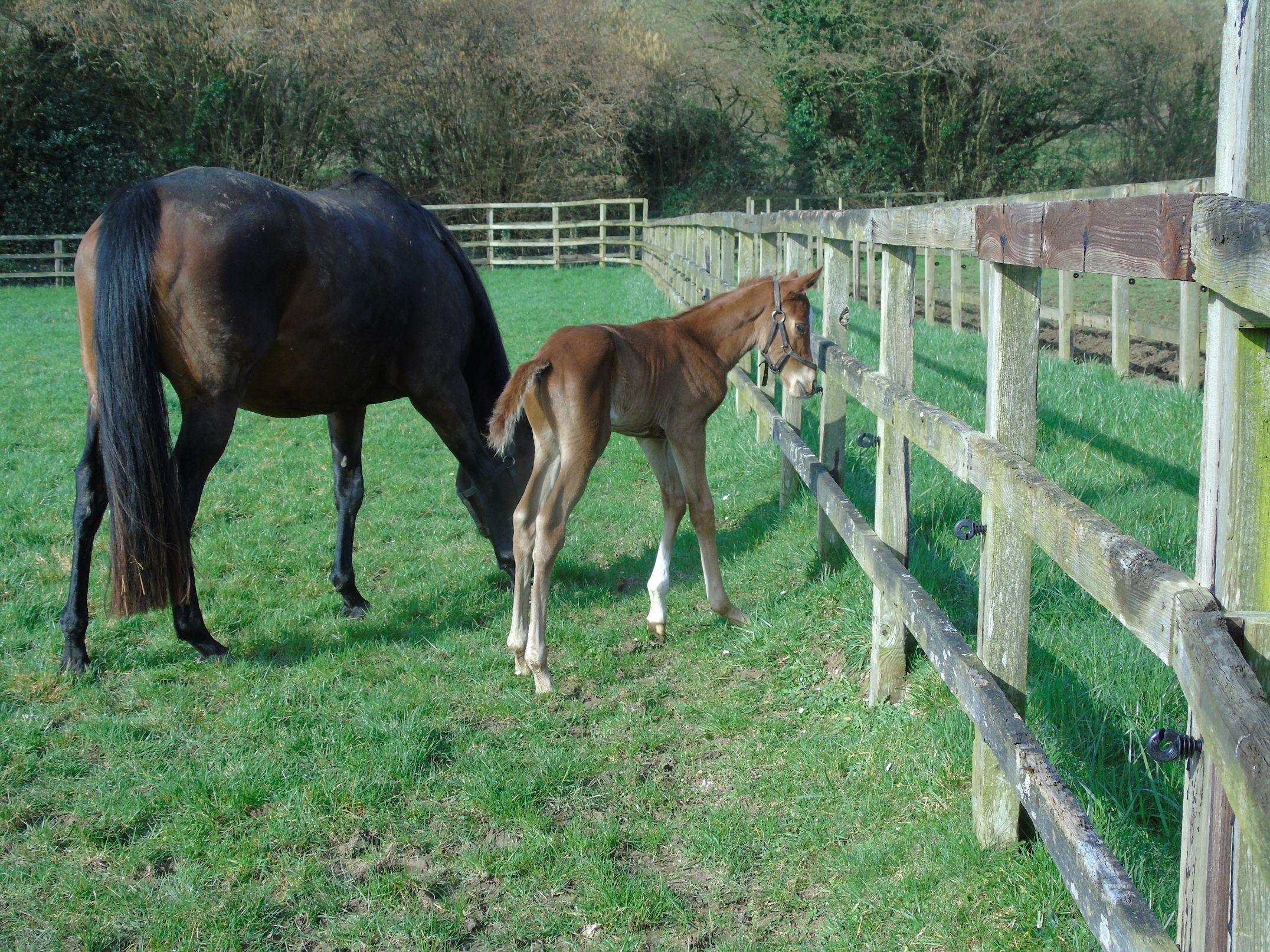 2026 colt by Teofilo